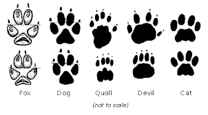 Illustration Of A Fox Paw Print Cat And Dog Tattoo Animal Footprints Dog Tattoos