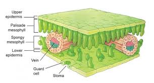 We did not find results for: Name The Photosynthetic Organ And Photosynthetic Organelle In Plants Socratic