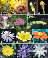 Image result for Emilia subscaposa