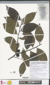 Image result for Rhaphiostylis