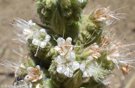 Image result for Barleria oxyphylla