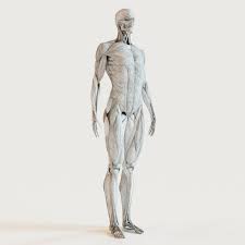 Muscles And Skeleton This Royalty Free 3d Model Or Texture Is Available For Download Now Muscles And Skeleton Very Detailed M 3d Model Model Royalty Free
