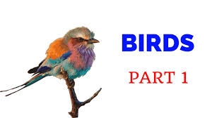 Birds In Kannada Part 1 Learn Kannada Youtube