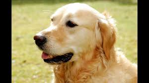Golden Retriever Kopek Irki Youtube