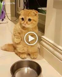 Pin By Maudgennissen On Gifs Buenos Dias In 2021 Cute Puppies And Kittens Funny Animal Videos Cute Cats And Kittens