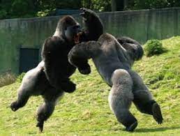 Are You A Gorilla Or Gibbon Sparta Science