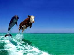 See more ideas about funny animal pictures, animal pictures, funny animals. Funny Animals Funny Animal Pics For Facebook Finehdwallpaperr Com Desktop Background