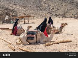 Egypt camel are always healthy beverages that supplement your body with necessary nutrients and minerals. Hurghada Egypt Image Photo Free Trial Bigstock