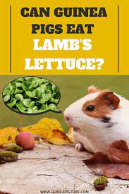 Pin On Guinea Pig Food And Diet