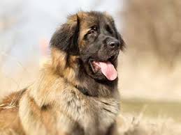 All pups are usually spoken for prior to birth or even breeding. Leonberger Dog Puppies Drone Fest