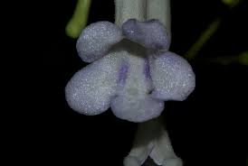 Image result for Streptocarpus solenanthus × eylesii
