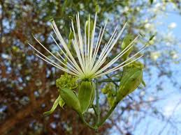 Image result for Maerua juncea