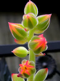 Fuzzy succulent with orange flowers. What S In Bloom In My Yard Jan 2010 Lou Murray S Green World