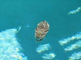 Pool floats and floating lounge chairs from in the swim can help define your swimming pool the way furniture can define your living room. Even The Easter Bunny Likes To Go For A Swim Www Poolheatpumps Com Cool Pets Cute Baby Bunnies Cute Little Animals