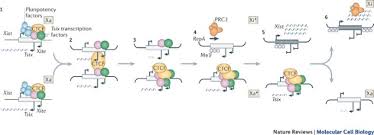 458;) there are 2 minor units.the coins are 1, 5, 10, 20, 50 sen, rm1, while the bank notes are rm1, rm2, rm5, rm10, rm50, rm100. Gracefully Ageing At 50 X Chromosome Inactivation Becomes A Paradigm For Rna And Chromatin Control Nature Reviews Molecular Cell Biology