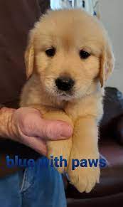 It was a great experience. Tennessee Golden Retriever Puppies Home