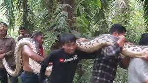 Penampakan Ular Raksasa Berbobot 200 Kg Panjang 8 Meter Ditemukan di Pelalawan Riau | News+ on RCTI+
