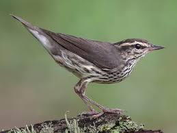 Image result for Tephrosia nyikensis