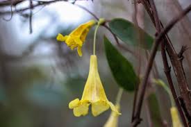 Image result for Gelsemiaceae