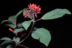 Image result for Hamelia patens