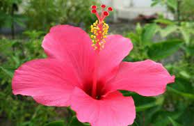 Bunga besar, berwarna merah dan tidak berbau. Hibiscus In My Flower Garden Steemit