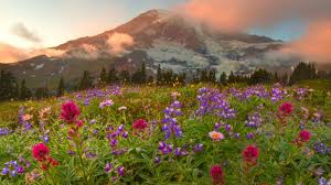 What does nice stand for in nature? 48 Nice Nature Wallpapers For Desktop On Wallpapersafari