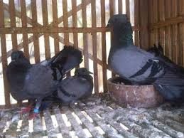 Paling bagus 23 gambar burung anak tk di 2020 gambar burung anak. Jenis Jenis Merpati Lokal Endemik Indonesia Pawiro Bird Farm Dove And Pigeon Breeder