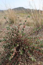 Image result for Andrachne ovalis