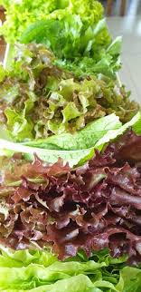 Adding quick pickles of radishes and cucumbers as sides upps it from excellent to outstanding. The Lettuce And Leaf Selection For Samgyupsal Picture Of Rodem Farm And Garden Luzon Tripadvisor