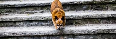 • an adorable little 14 week old golden retriever puppy named ace very bravely decided to face his fear of the stairs head on by taking it slowly and steadily and a bit of practice every day. 3 Reasons Why Your Dog Is Suddenly Afraid Of The Stairs