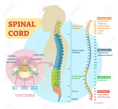 Spinal Cord Schematic Diagram With All Sections Cervical Spine