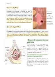 Glándula de Skene. - Glándula de Skene. La s g l á n d u l a s d e S k e n  e s o n h o m ó l o g a - Studocu