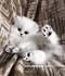 A Beautiful Persian Kittens | NYC – A Beautiful Persian ...