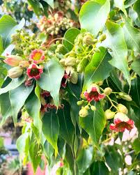 Image result for Brachychiton populneus