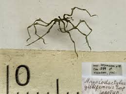 Image result for Pycnosphaera