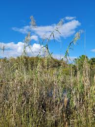 Image result for Phragmites karka
