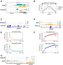 Maybe you would like to learn more about one of these? Figures And Data In A Nuclease And Bisulfite Based Strategy Captures Strand Specific R Loops Genome Wide Elife