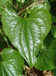 Les feuilles sont arrondies ou éventuellement en forme de coeur et sont régulièrement réparties sur . l'ensemble de l'arbre. Photo Une Feuille En Coeur 1 2