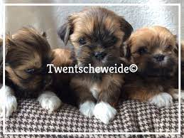 'bij anne frankhuis denk ik: Lhasa Apso Pups Te Koop Met Dik Temperament Lhasa Apso Pup Twentsche Weide