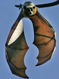 Birds On The Bat Twitter The Occasional Bat Occasionalbat Twitter Fruit Bat Animals Beautiful Animals Wild