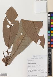 Image result for Synsepalum revolutum