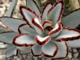 7 Jenis Sukulen Paling Nge Hits Untuk Hiasi Rumahmu Plants Succulents Succulent Gardening