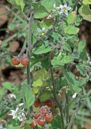 Image result for Solanum villosum