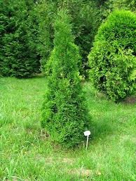 Maybe you would like to learn more about one of these? Thuja Occidentalis Holmstrup Holmstrup Arborvitae North Carolina Extension Gardener Plant Toolbox