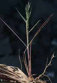 Image result for Leptochloa uniflora
