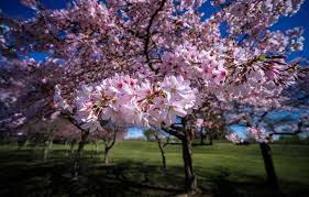 We did not find results for: Wallpaper Trees Spring Garden New Zealand Flowering New Zealand Flowers Images For Desktop Section Priroda Download