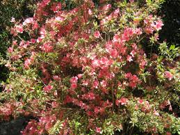 The direction from which the sun rises. Exotic Shrubs The Trees Flowers Of Whangarei