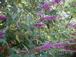 Buddleia Jenny Dean S Wild Colour