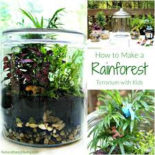 How To Make A Rainforest Terrarium With Kids Natural Beach Living Rainforest Activities Rainforest Classroom Rainforest Project
