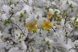 Maybe you would like to learn more about one of these? 16 Best Winter Flowers Prettiest Flowers That Bloom In Winter